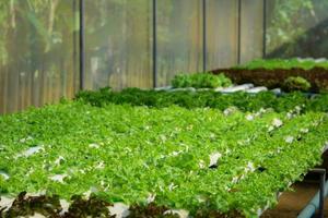 creciente verde lechuga o orgánico ensalada vegetal con hidropónico sistemas en el invernadero por controlador agua y fertilizante utilizando un pequeño tubo sin suelo para plantando, digital inteligente granja. foto