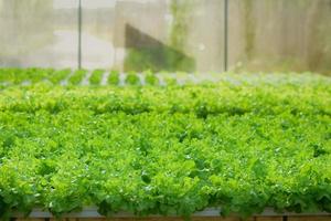 creciente verde lechuga o orgánico ensalada vegetal con hidropónico sistemas en el invernadero por controlador agua y fertilizante utilizando un pequeño tubo sin suelo para plantando, digital inteligente granja. foto