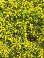 Green leaf of Duranta repens tree photo