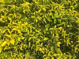 Green leaf of Duranta repens tree photo