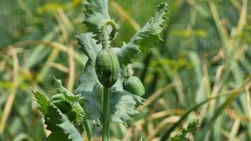 Green buds on the poppy stem in the field sway with the wind on a sunny day. Close-up. Agriculture. video