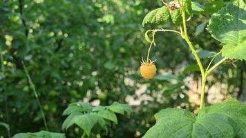 One yellow berry, raspberry bush in the garden on a hot day. Side view. video