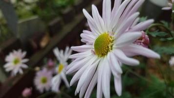 Nahansicht von ein Weiß Chrysantheme mit ein lila Farbton im das Garten. video