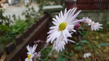 A large white chrysanthemum with a purple tint in the yard in the flower bed. video