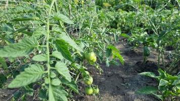 Growing tomatoes in the field, small green fruits on the bush. The topic of agriculture and agronomy. video