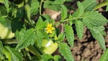 Tomato flower on a green bush in a field on a sunny hot day. video