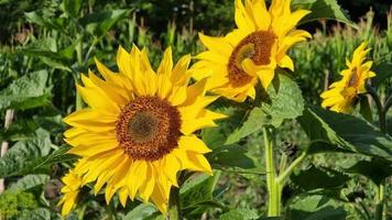 blommande solrosor under en ljus Sol på en varm dag i de trädgård. video