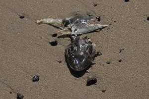 Killed and fin cutted Shark on the beach photo