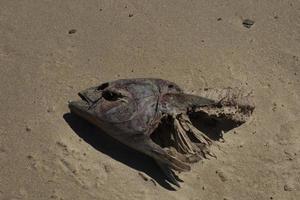 murió pescado en el apuntalar foto