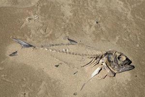 murió pescado en el apuntalar foto