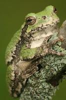 gray treefrog on lichen covered branch photo