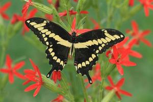 giant swallowtail butterfly on catchfly photo