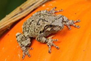 gray treefrog on pumpkin photo