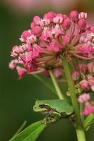 gray treefrog on swamp milkweed photo