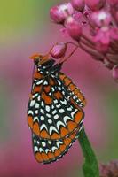 baltimore checkerspot mariposa foto