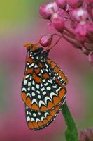 Baltimore checkerspot butterfly photo
