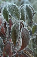 frost covered fall leaves photo