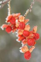 frost covered bittersweet berries photo