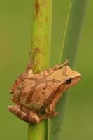 spring peeper on reed photo