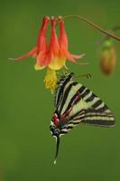 cebra cola de golondrina mariposa en oriental aguileña flor foto