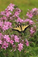 oriental Tigre cola de golondrina mariposa en pradera flox flor foto