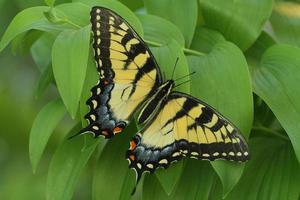 oriental Tigre cola de golondrina mariposa en de salomón sello foto