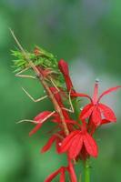 walking stick insect on cardinal flower photo