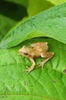 spring peeper frog on leaf photo