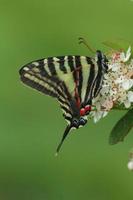 Zebra swallowtail butterfly photo