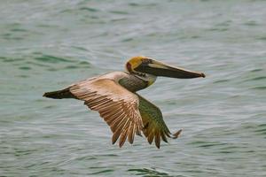 un marrón pelícano en vuelo terminado el atlántico Oceano foto