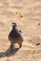 rock Paloma voltea comida en el aire en pámpano playa foto