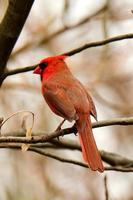 Male cardinal perched in forest on a gray cloudy day photo