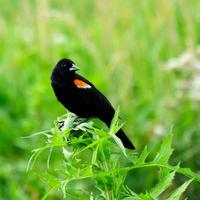 Red winged blackbird perched in a field photo
