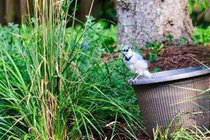 Blue jay perched on a flower pot photo