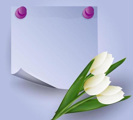 White tulips on a violet background.