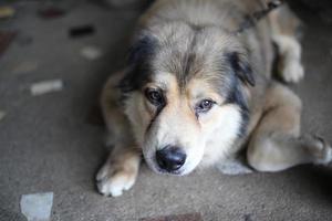 close up dark brown white dog wolf siting and tether with chain photo