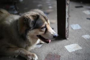 cerca arriba oscuro marrón blanco perro lobo emplazamiento y atar con cadena foto