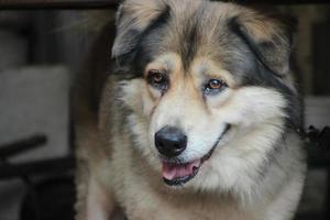 cerca arriba oscuro marrón blanco perro lobo emplazamiento y atar con cadena foto