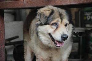 cerca arriba oscuro marrón blanco perro lobo emplazamiento y atar con cadena foto