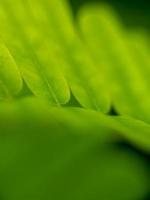 macro photography nature background photo