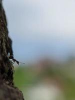 macro photography, background, ants photo