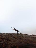 macro photography, background, ants photo