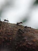 macro photography, background, ants photo