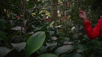 een vrouw in een rood Chinese jurk wandelingen in de tuin terwijl plukken koffie bonen met de mand video