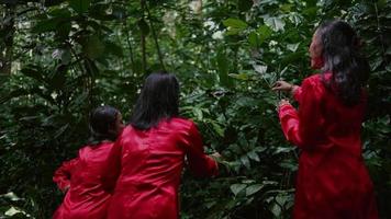 Porträt von ein jung Frau mit lange schwarz Haar und ein rot Kleid pflücken ein Kaffee Pflanze im das Urwald video