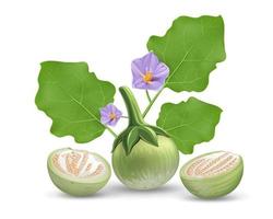 Eggplant vector, leave and purple flower, eggplant cut half realistic design, isolated on white background, Eps 10 vector illustration