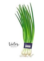 Spring onions fresh one pack, design isolated on white background, Eps 10 vector illustration