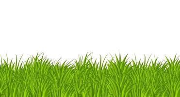 Green grass border flat style design. Cartoon summer green grass nature landscape field. Vector illustration