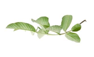A branch of a tree with guava leaves isolated on white background photo