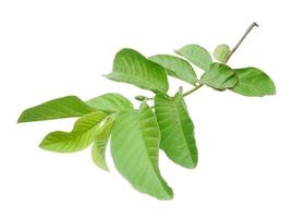 A branch of a tree with guava leaves isolated on white background photo
